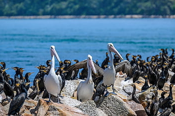 Vögel, Pelikane, australische Pelikane, Wasservögel, großer Kormoran, schwarzer Kormoran, Kormoran, Tierwelt, wild, Natur, See
