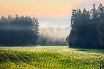 pole, les, krajina, Příroda, mlha, podzim, bavaria, Německo, stromy, louka, opar