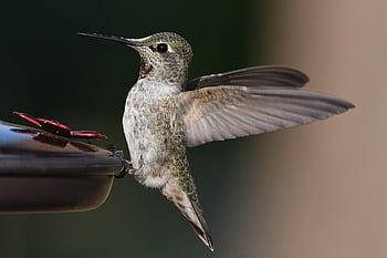 colibrì, uccello, natura, birdwatching, animale, all'aperto, aviaria, zucchero, cibo, Anna, avifauna