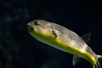 jättiläinen makean veden pufferikala, MBU Pufferfish, kalastaa, pallokala, eläin, eksoottinen, trooppinen, meri, luonto, keltainen, myrkyttää