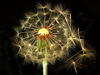 mælkebøtte, frø, plante, blæser, vind, fluffy, natur