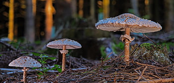 Obrovské deštníky, Herbsr, Schirmlingové, houby, houba na mytí, divoké houby, les, Wildlife deštník, slunečník, obří schirmling, houba