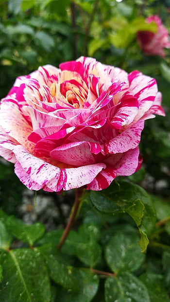 flower, rose, bloom, dew, multicolored, nature