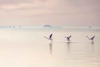 watercape, plameňáci, laguna, jezero, voda, pták, brodivý pták, vodní pták, ptačí, Příroda
