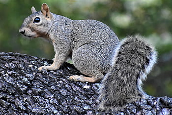squirrel, rodent, animal, mammal, wildlife, nature, forging, tree, outdoors, closeup