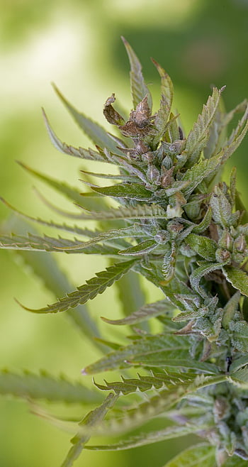 hemp, leaves, plant, foliage, green, nature, closeup