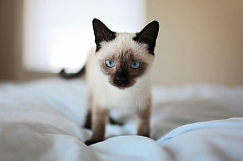 シャム猫、 かわいい子猫、 青い目、 閉じる、 愛らしい機能、 ベッド、 ふわふわ、 ペットの写真、 動物の肖像画、 屋内、 飼い猫
