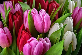 tulipány, krásné květiny, květiny, kytice, okvětní lístky, listy, květinové tapety, jaro, rostlin, flóra, barvitý