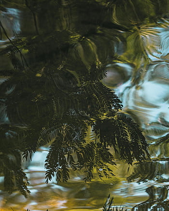 vodní odraz, odraz listí, klidná voda, abstraktní vzory, přirozené vzory, Reflexe listů, Reflexe přírody, vodní hladiny, klidné scény, přírodní abstrakt