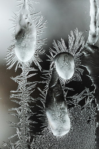frost on glass, close-up frost, winter frost, glass frost formations, intricate frost, detailed frost, frost patterns, frosty glass, winter glass, frosty surface, frost details