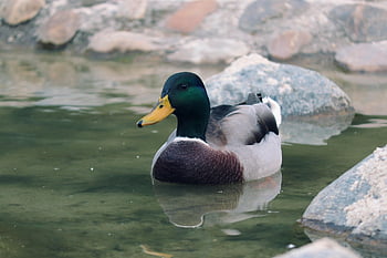 bebek, mallard, danau, air, refleksi air, itik jantan, bebek jantan, unggas air, burung air, hewan, burung