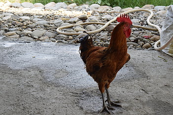 pollo biologico locale, elenco locale, pollo, azienda agricola, pollame, uccello, animale, gallina, bestiame, Gallo, agricoltura