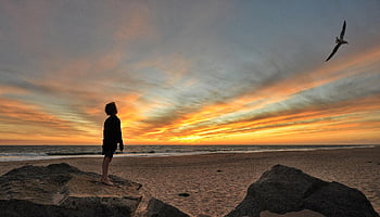 boy, sunset, sky, bird, ocean, landscape, nature, beach, sea, clouds, evening