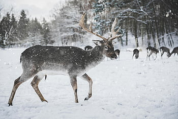 reindeer, snow, winter wildlife, Bonn Germany, snowy forest, winter beauty, reindeer in snow, winter scene, wildlife photography, reindeer antlers, snowy landscape
