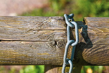 tree Trunk, chain, secured, drive Through, locked, detail, nature, wood Structure, barrier, forest