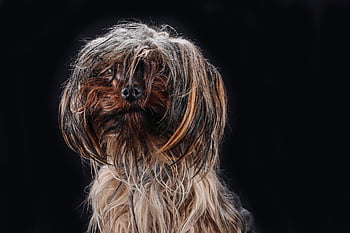 yorkie, terier, chłopak, zwierzę, kudłaty, portret, zwierzę domowe, pies