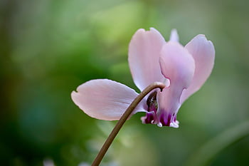 cyclamen, autumn Cyclamen, flower Background, flower Wallpaper, cyclamen Hederifolium, pink, nature, petals, beautiful Flowers, blossom, bloom