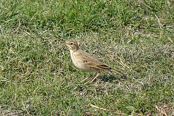 pipit, bird, animal, paddy Field Pipit, feathers, plumage, beak, bill, bird Watching, ornithology, animal World