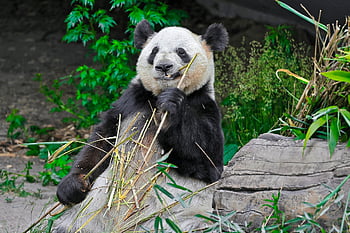 urs panda, animal, mâncare, bambus, mamifer, animale sălbatice, natură, urs