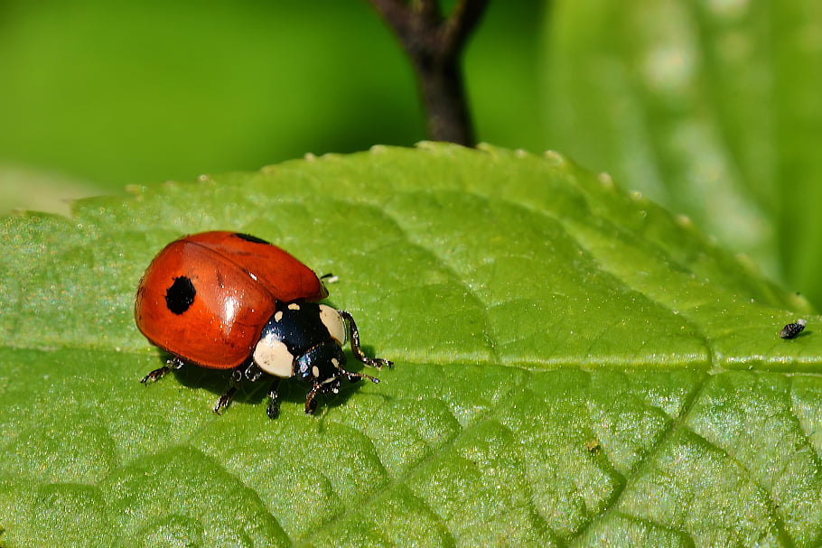 insect, entomology, ladybug, beetle, spotted Ladybug, spotted Beetle, red Beetle, insect World