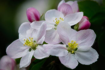 apple Blossoms, spring, apple Tree, branch, nature, apple Tree Flowers, bloom, blossom, fruit Tree, white, spring Blossoms