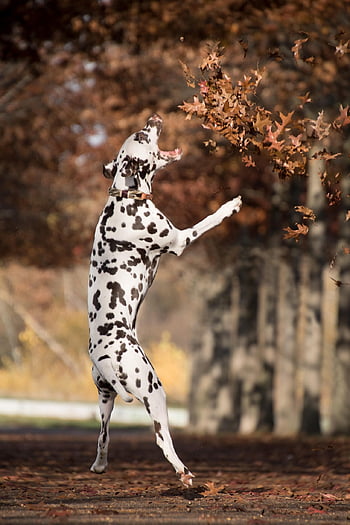 dalmatian, dog, jumping, outdoors, playing, pet, animal, domestic Dog, canine, nature, mammal