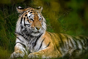 zvíře, tygr, savec, tygr amur, sibiřský tigr, Kočkovitý, velká kočka, divoká kočka, volně žijících živočichů, lovec, dravec