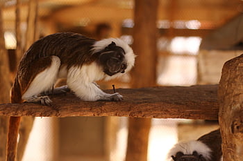 zoo, mico, monkey, mono, rancho, nature, naturaleza, salvaje, natural, animal