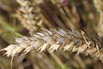 wheat, field, grass, barley, crops, wheat Crops, arable Land, agriculture, farm, farming, cultivation