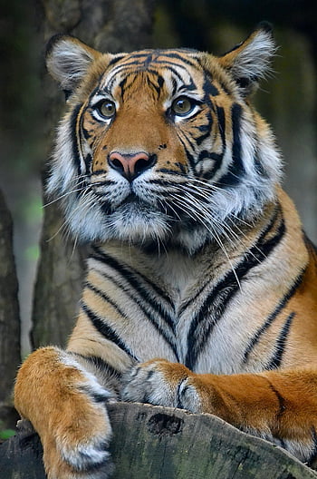 Tiger, Weiße Schnurrhaare, Majestätische Streifen, intensiver Blick, wild, Nahansicht, wunderschönen, Tierwelt, Tier, Natur, Wald