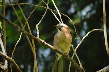 jay, songbird, bird, branches, branch, wildlife, raven Bird, nature, garden, plumage