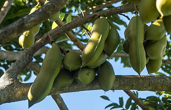 Baccelli di semi, grande, pesante, albero di fagioli neri, Castanospermum Australia, foresta pluviale, Queensland, Australia