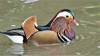鳥、 自然、 鳥類学、 みかん、 アヒル、 種、 動物相、 鳥類、 動物、 水鳥、 羽毛