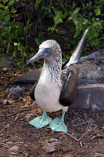 modro-footed booby, pták, zvíře, booby, volně žijících živočichů, peří, Příroda, pozorování ptáků, galapagos, Ekvádor, darwin