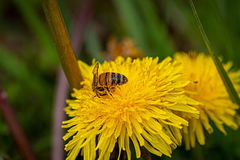 tanaman liar berbunga kuning cerah, lebah madu, penyerbukan, apis mellifera, lebah, menyerbuki, serangga, hymenoptera, bunga kuning, bunga, alam
