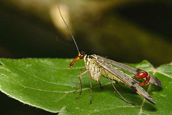 scorpion Fly, insect, flying Insect, macro