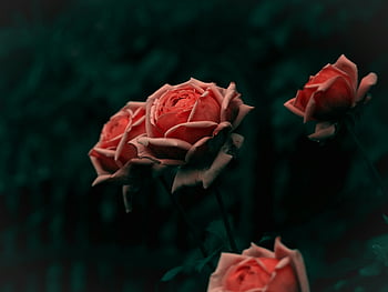 růžové růže, kvetoucí květiny, selektivní zaměření, detailní fotografie, jemné lístky, přírodní vůně, růžové květy, květinová krása, zahradní růže, měkké zaostření, romantické květiny