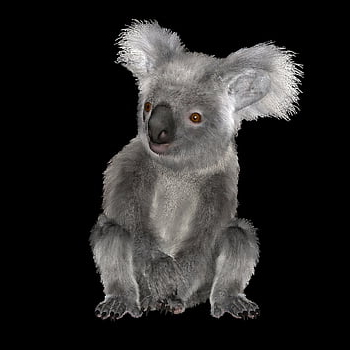 Kola Bear, medvěd, Austrálie, koala, vačnatec, roztomilý