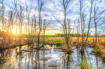 golden hour photography, bare trees, sunset, swamp, water reflection, serene landscape, natural scenery, scenic view, tranquil environment, peaceful nature, golden light
