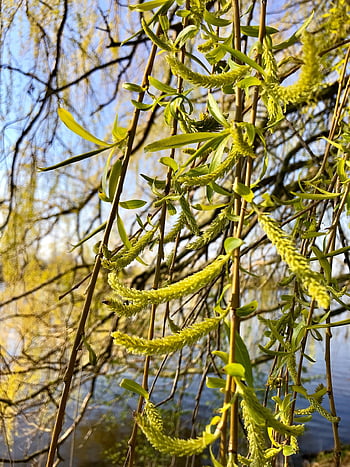pasture, branches, weeping Willow, willow Catkin, spring, nature, plant, deciduous Tree, heaven, elbe, flow