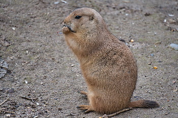 prérijní psi, zoo, zoo heidelberg, hlodavec, savec, hlodavci, volně žijících živočichů, roztomilý, zvíře, poušť, prérie