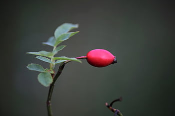 rose hofte, frugt, plante, rose haw, rose hep, rød bær, afdeling, Busk, natur, tæt på