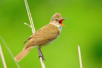 birds, reed Warbler, warbler, reed, songbird, animal, feathers, wings, beak, branch, wildlife