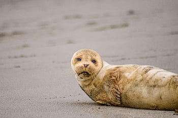 foca, sabbia grigia, spiaggia sabbiosa, sigillo di riposo, lineamenti gentili, Immagine accattivante, sigillo sulla spiaggia, caratteristiche del sigillo, Sigillare il riposo, Beach Wildlife, Fotografia di sigillo