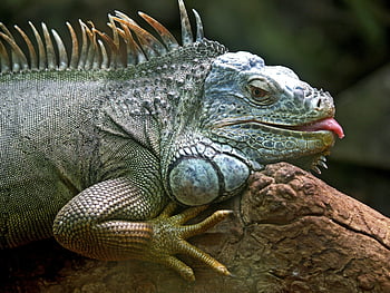 grüner Leguan, Leguan Leguan, strukturierte Haut, Waage, Baumstamm, detailliertes Porträt, Reptil, Tierwelt, Natur, Nahansicht, Tier