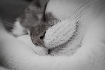 cat, sleep, weary, domestic Cat, adorable, relaxed, domestic Animal, relaxation, lie, close Up, cat Portrait