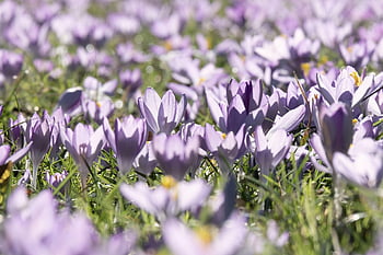 krokusy, jaro, květ, louka, Příroda, krokus, nachový, krásné květiny, bílý, květinové tapety, fialový