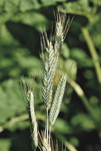 ječmen, cereálie, pšenice, plodin, hospodařit, zemědělství, špice, obilí, pole, sklizeň, plantáž