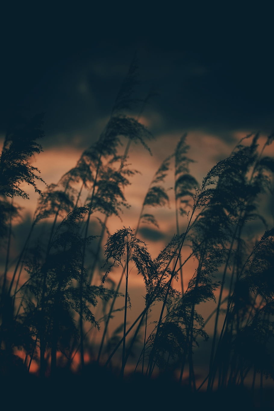 eve, sunset, evening Sky, splendid Colors, clouds, halm, nature