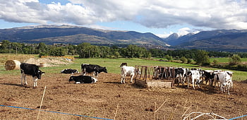 牛、 フィールド、 牧草地、 山、 自然、 カタルーニャ、 ピレネー山脈、 ファーム、 パノラマ